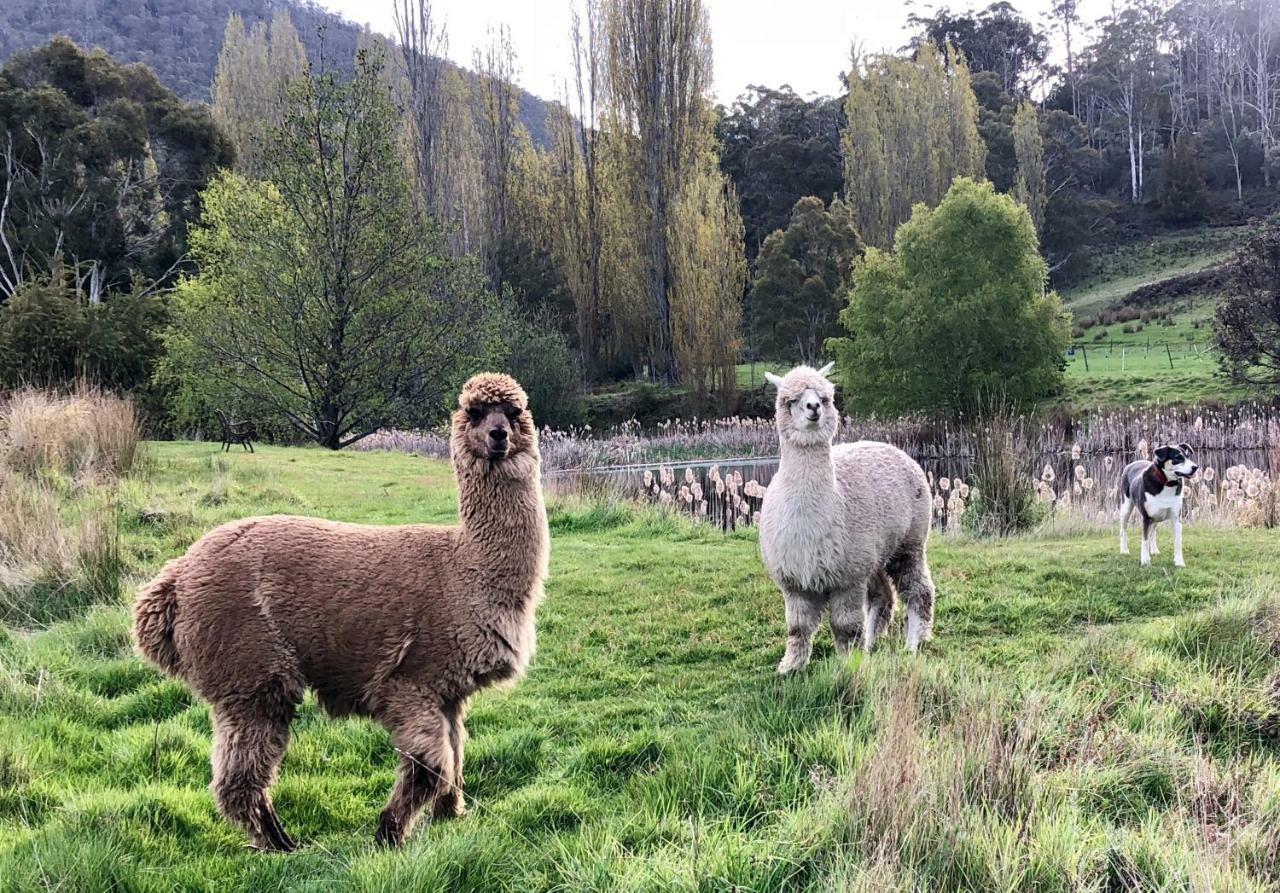 ホテル ハムレット ダウンズ カントリー アコモデーション Fentonbury エクステリア 写真